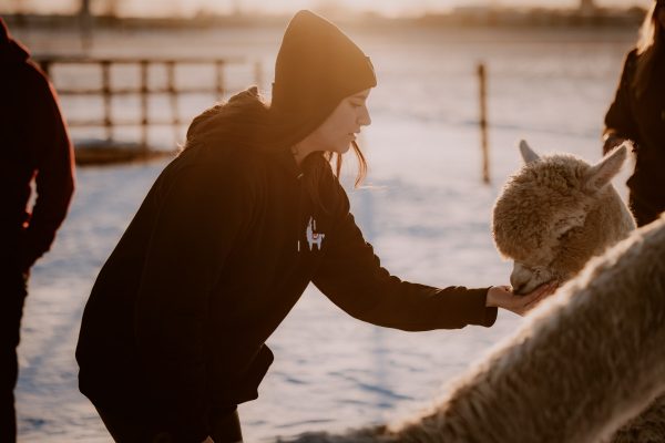 ALPACA HOODIE • ADULT - Afbeelding 12